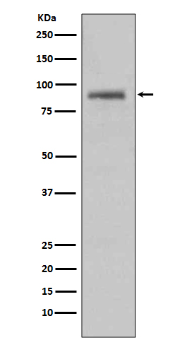 Hsp90 alpha Rabbit mAb