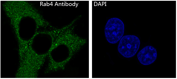 Rab4 Rabbit mAb