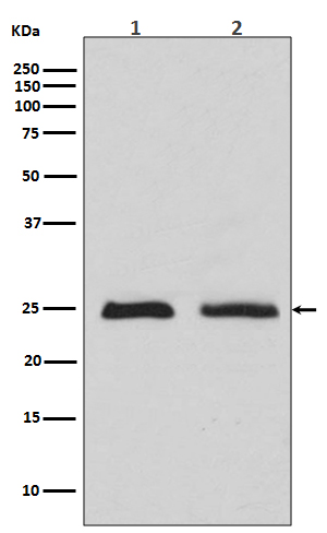 Rab4 Rabbit mAb