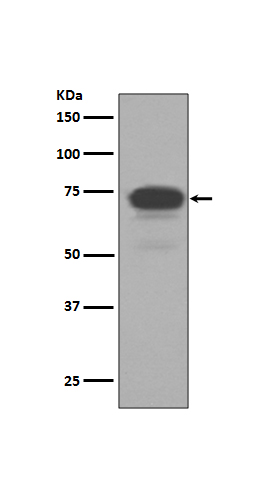 5T4 Rabbit mAb