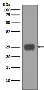 CD90 / Thy1 Rabbit mAb