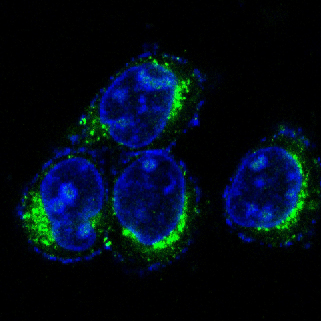 CD9 Rabbit mAb