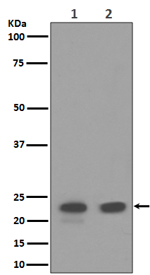 CD9 Rabbit mAb