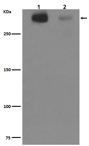 Tenascin C Rabbit mAb