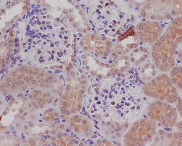 nNOS (neuronal) Rabbit mAb