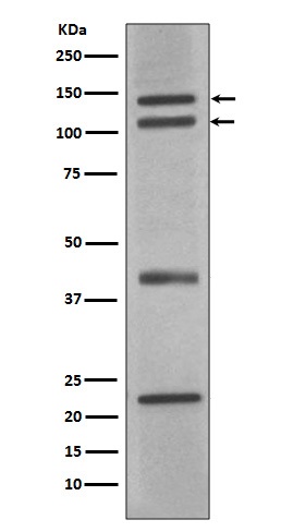 nNOS (neuronal) Rabbit mAb