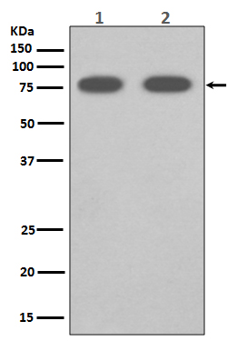 SCARB1 Rabbit mAb