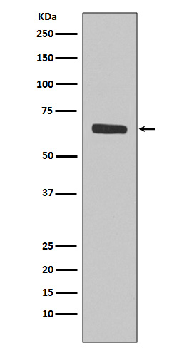 SHP1 Rabbit mAb