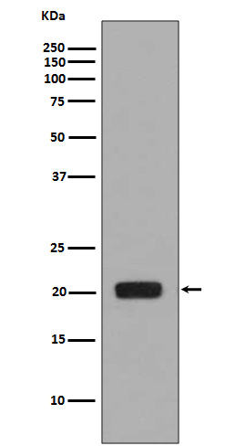 MCSF Rabbit mAb