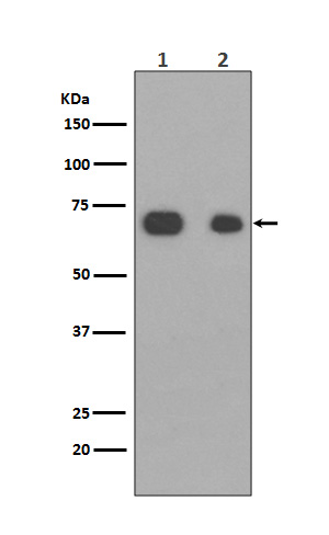 Caldesmon Rabbit mAb