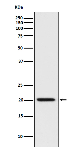 Bad Rabbit mAb