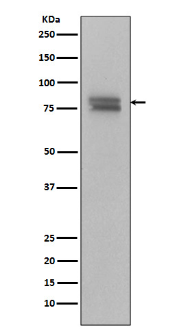 Phospho-v-Myb + c-Myb (S11) Rabbit mAb