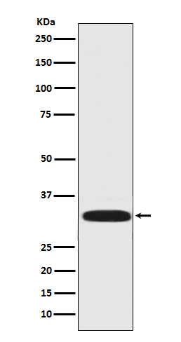 DARPP32 Rabbit mAb