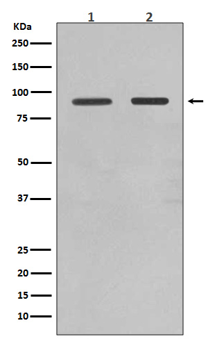 FoxO1a Rabbit mAb