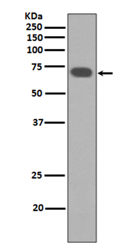 YAP1 Rabbit mAb