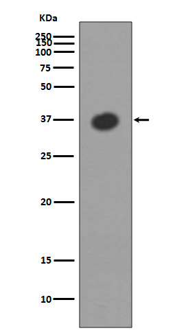 Maltose Binding Protein Rabbit mAb