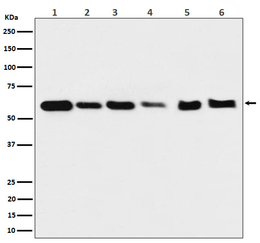 Hsp60 Rabbit mAb 