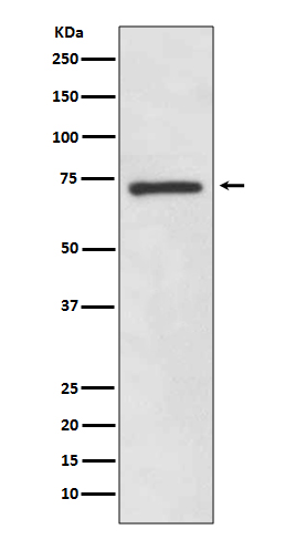 SOX9 Rabbit mAb