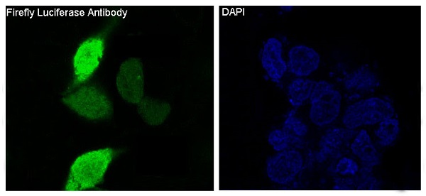 Firefly Luciferase Rabbit mAb