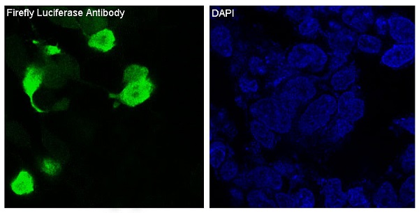 Firefly Luciferase Rabbit mAb