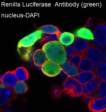 Renilla Luciferase Rabbit mAb