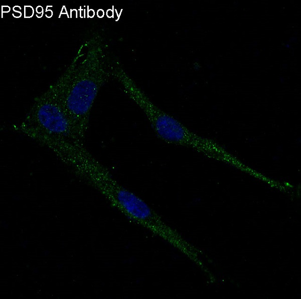 PSD95  Rabbit mAb 