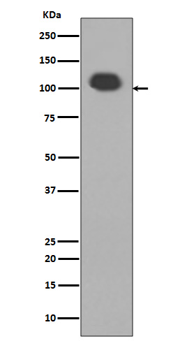 PSD95  Rabbit mAb 