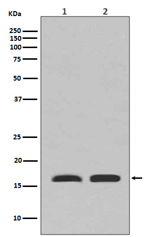 PBR  Rabbit mAb 