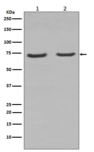 NGFR Rabbit mAb 