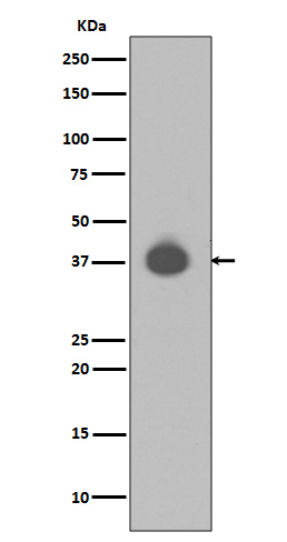 DUSP6 Rabbit mAb