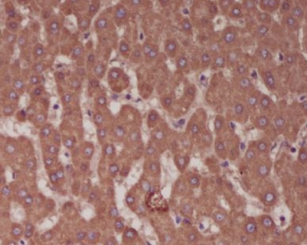 Alkaline Phosphatase Rabbit mAb