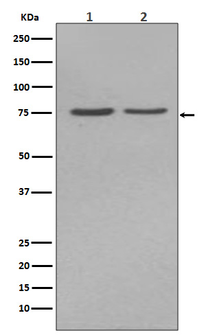 Alkaline Phosphatase Rabbit mAb