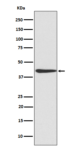 CREB Rabbit mAb