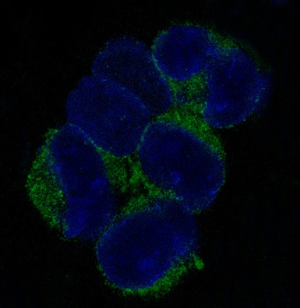 VCAM1 Rabbit mAb