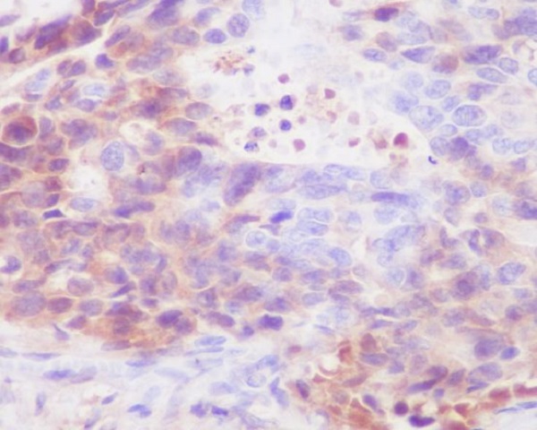 Human IgG4 Rabbit mAb 