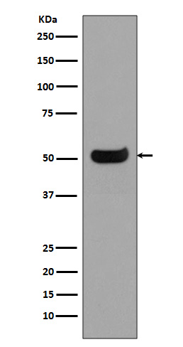 Human IgG4 Rabbit mAb 