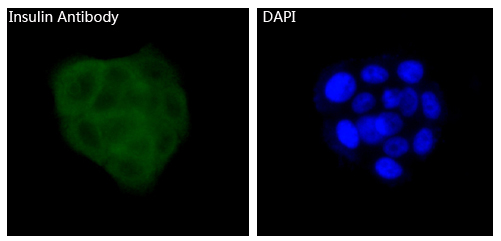 Insulin Rabbit mAb