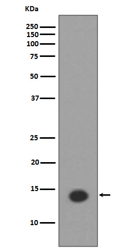 Histone H2A (acetyl K9) Rabbit mAb