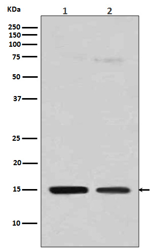 Histone H3 (mono methyl R128) Rabbit mAb