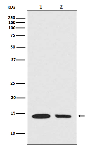 Histone H2A (hydroxyl Y39) Rabbit mAb