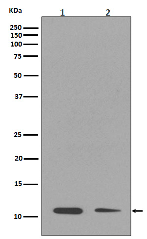 Histone H4 (mono methyl K16) Rabbit mAb