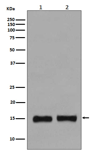 Histone H3 (mono methyl K36) Rabbit mAb