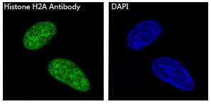 Histone H2A Rabbit mAb