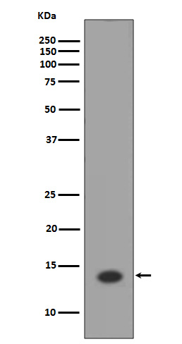 Histone H2A Rabbit mAb