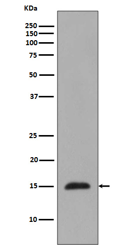 Histone H3 (mono methyl R2) Rabbit mAb