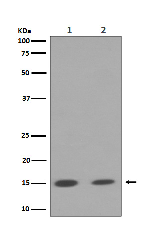 Histone H3 (mono+di+tri methyl K79) Rabbit mAb