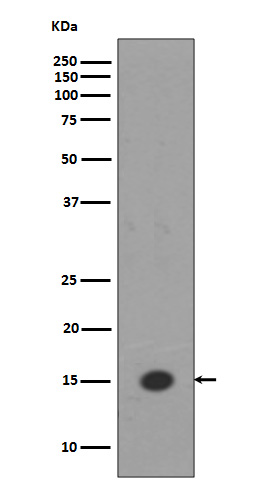 Histone H3 (mono methyl K18) Rabbit mAb