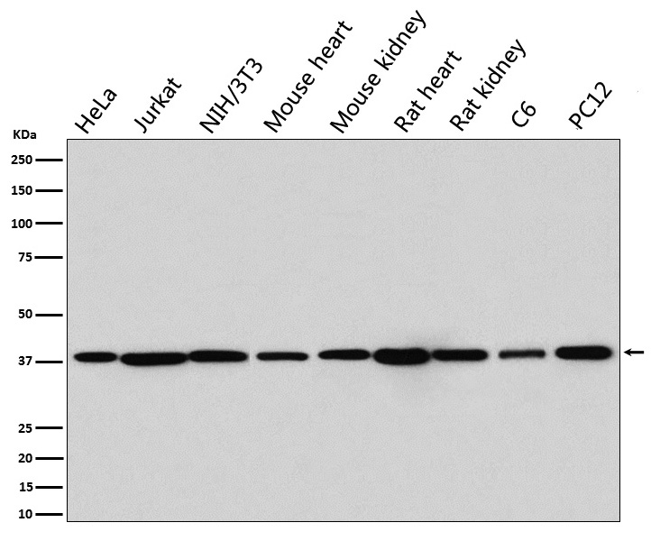 p38 MAPK Rabbit mAb