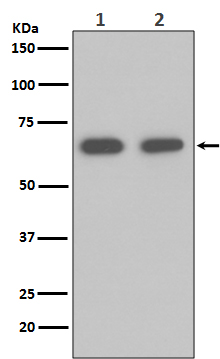 Hsp70 Rabbit mAb  