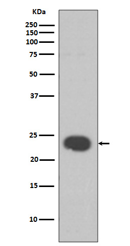 HP1 alpha Rabbit mAb 